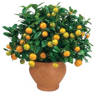 Citrus Tree - Calamondin Orange